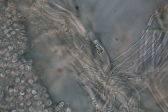 Probabilmente Plicaturopsis crispa  (Plicaturopsis crispa)